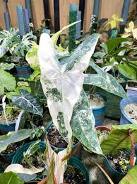 Image result for Selago albomarginata