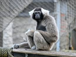 Image result for Hylebates cordatus