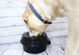 Check out our dog water bowl mat selection for the very best in unique or custom, handmade pieces from our pet feeding shops. 4 Best Spill Proof Dog Bowls For Sloppy Drinkers 17 Tested