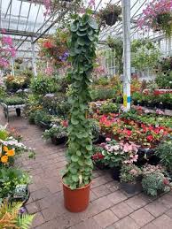 Image result for Cissus rotundifolia