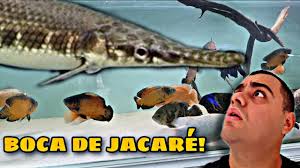 UM PEIXE PRÉ HISTÓRICO COM CARNE CANCERÍGENA