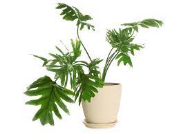 A philodendron selloum, or tree philodendron, is native to south america but also grows outdoors on the east and gulf coasts of the united states. Philodendron Selloum Philodendron Bipinnatifidum Care Guide