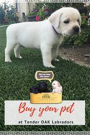 Maybe you would like to learn more about one of these? Adopt Your Labrador Puppy Labrador Puppy Labrador Puppies For Sale White Labrador Puppy