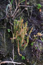 Image result for Huperzia bampsiana