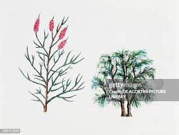 Image result for Tamaricaceae