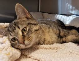 Chicago puppies and dogs for adoption. Harmony House For Cats