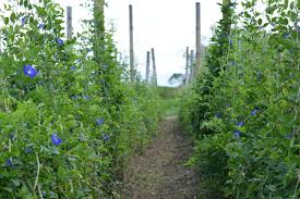 Image result for Clitoria