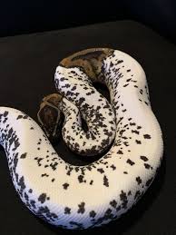 How much does a stormtrooper axanthic ball python cost? The Freckles Never End Ball Pythons Morphmarket Reptile Community