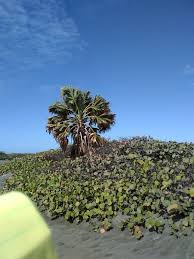 Image result for Sabal domingensis