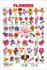 Visualizza altre idee su nomi di fiori, fiori, fiori da stampare. Filtro Rifiuto Feudo Nomi Fiori Amazon Settimanaciclisticalombarda It
