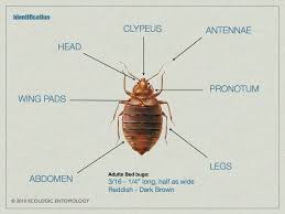 Termites cause millions of dollars in damage every year in florida alone. Bed Bug Anatomy