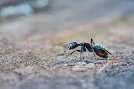 Even if there's a stack of tasty wood behind the concrete, there are nothing termites can do about it. Why Are There Ants On My Patio And Driveway Easy Solutions American Lawns Lawn Tips And Outdoor Living