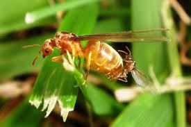 Winged ants are also called swarmers. How To Get Rid Of Flying Ants Pest Control Zone