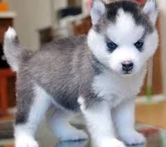 Pomeranian Husky Pomsky Breeders Photos Puppies Information