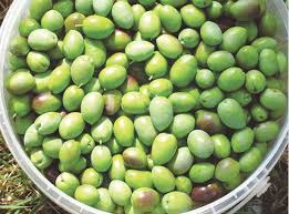 Do you thin them so they don't compete? Grow Your Own Olives Newspaper Dawn Com