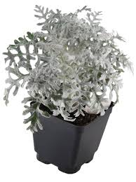 Image result for Senecio mariettae