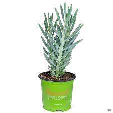 Image result for Senecio greenwayi