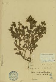 Image result for Grangea anthemoides