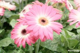 Maybe you would like to learn more about one of these? Gerbera Daisy In Pots Cultivation How To Grow From Seeds And Care Plantopedia
