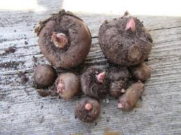 Image result for Amorphophallus goetzei