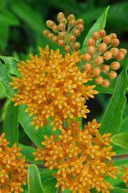 Butterflyweed Asclepias Tuberosa Flowers Perennials Asclepias