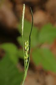 Image result for Isoglossa laxiflora