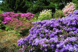 Alpine Garden With Purple Rhododendrons By Jenny Rainbow Alpine Garden Rhododendron Garden
