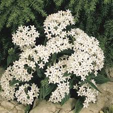 Image result for Pentas longiflora