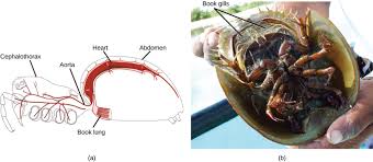 Phylum Arthropoda Biology For Majors Ii