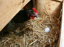 5 Cuidados Ba Sicos De La Gallina Ponedora De Huevos Granja De Gallinas Gallinas Ponedoras Gallinas