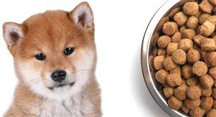 Feeding A Shiba Inu Puppy When To Feed What To Feed And