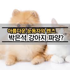 박은석, 강아지 몰리 근황 공개. ë°•ì€ì„ ëˆˆë™ìžì™€ ì„œí´ ë Œì¦ˆ ê°•ì•„ì§€ íŒŒì–' ì‚¬ê³¼