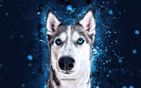 ❤ get the best neon wallpapers on wallpaperset. Download Wallpapers Siberian Husky 4k Blue Neon Lights Husky With Blue Eyes Cute Animals Pets Dogs Husky 4k Husky Abstract Siberian Husky For Desktop Free Pictures For Desktop Free