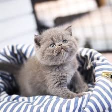Real estate experts in california. Exotic Shorthair Kittens Exotic Shorthair Kittens For Sale Near Me