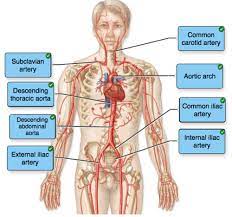 A man (age 43) has a blood pressure reading of 142/85. Label The Blood Vessel Human Bio 17 4 Blood Vessels Biology Libretexts Blood Vessels Can Be Damaged By The Effects Of High Blood Glucose Levels And This Can In Turn