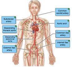 Label the blood vessel human bio : Label The Blood Vessel Human Bio 17 4 Blood Vessels Biology Libretexts Blood Vessels Can Be Damaged By The Effects Of High Blood Glucose Levels And This Can In Turn