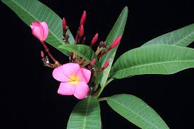 Image result for Plumeria rubra