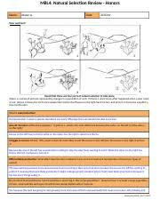 And i cannot accept the theory that i teach to my students each year. M8l4 Natural Selection Review Honors Docx M8l4 Natural Selection Review Honors Name Miyan A Date Deer And Cacti 1 3 2 4 Recall That There Are Four Course Hero