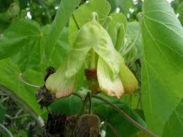 Image result for Abutilon rehmannii
