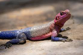 Agama Lizard Sunbathing on Concrete Post · Free Stock Photo
