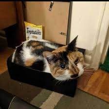 August 8 is international cat day when we celebrate our furry friends. Castle Point Anime Convention On Twitter Here S Some Pictures Of Our Cpac Family Cats Wishing Everyone A Happy Global Cat Day Cpac Castlepoint Castlepointanimeconvention Castlepointanime Anime Animecon Animeconvention Cats