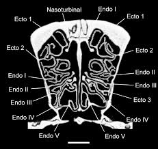 The nasal cavity opens up into four paired paranasal sinuses which surround the nasal cavity: 7 Coronal Ct Slice Through The Nasal Cavity Of Didelphis Virginiana Download Scientific Diagram