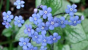 Image result for Brunnera `Jack Frost`