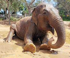Santa Barbara Zoo's elderly elephant Little Mac euthanized | TribLIVE.com