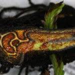 Image result for Pteris muricella