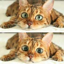 Cool And Cute Cat Eye Dilation Cute Cats Cute Animals Cats And Kittens