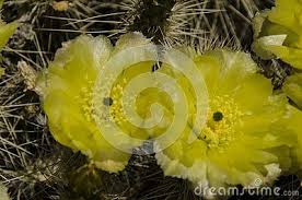 Check spelling or type a new query. A Cactus Plural Cacti Cactuses Or Cactus 3 Is A Member Of The Plant Family Cactaceae Note 1 A Family Comprising About 127 Gener Cactus Green Cactus Photo