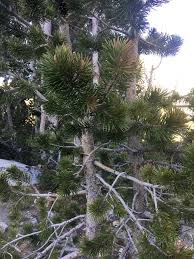 Alpine amador butte calaveras del norte el dorado fresno inyo lassen los angeles madera. Photos Of Sierra Lodgepole Pine Variety Pinus Contorta Murrayana Inaturalist