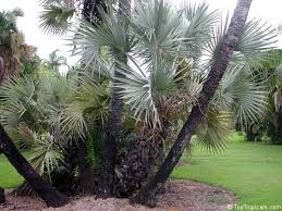 Image result for Hyphaene