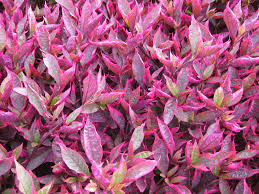 Prized for its brightly colored foliage, alternanthera dentata (joseph's coat) is a tender evergreen perennial, often grown as an annual, boasting rich purple to burgundy leaves. Gardening Alternanthera Plays Hard To Get In Southern California But It S Worth The Effort Daily News